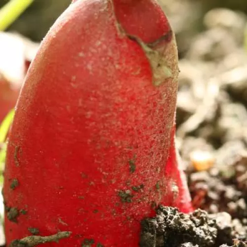 Lucha integrada en el cultivo de subtropicales AGAU14 